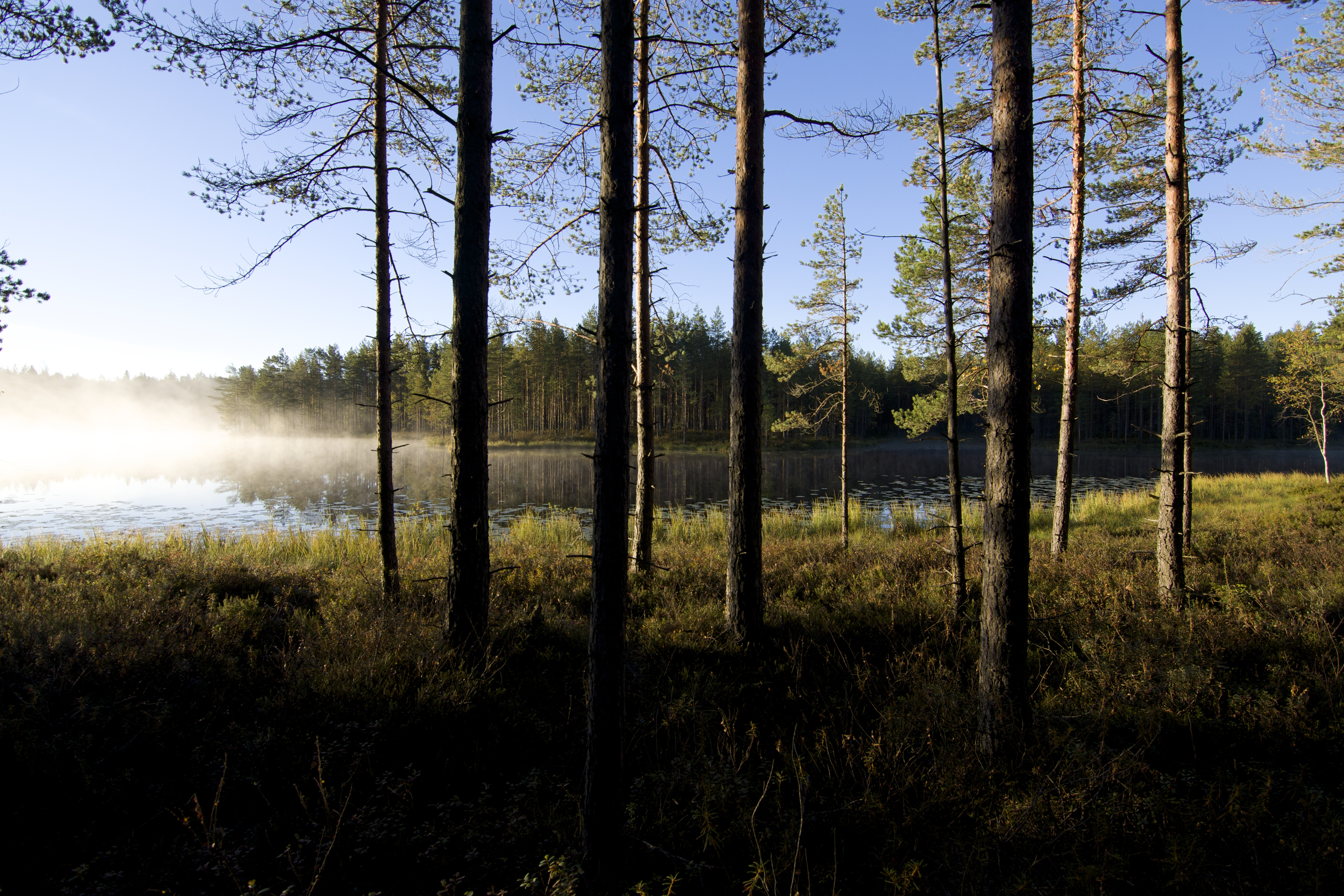 Puisto kaupunki koukku