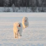 Kuvassa kaksi valkoista samojedinkoiraa juoksevat innokkaina lumisessa maastossa.