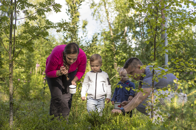 Äiti, isä ja kaksi lasta poimivat mustikoita Harjuniityn metsässä.