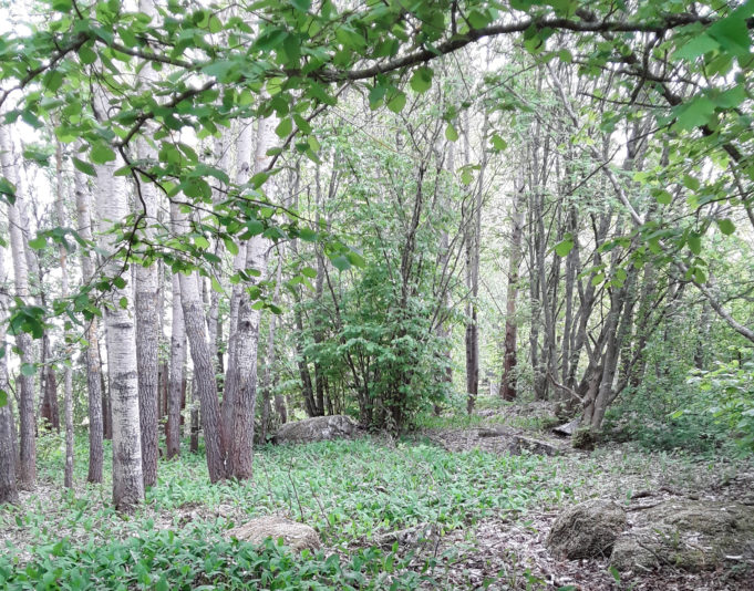 Kuva vihreästä puistikoista, jossa on paljon lehtipuita ja pensaita sekä aluskasvillisuutta.