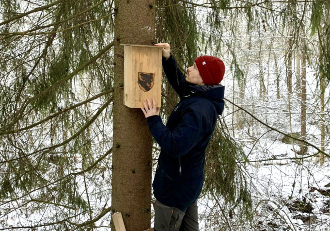 Ympäristönsuojelusuunnittelija Antti Mäkelä asentamassa liito-oravan pönttöä puun runkoon.