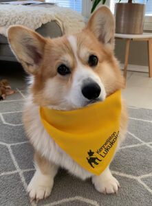 koira corgi