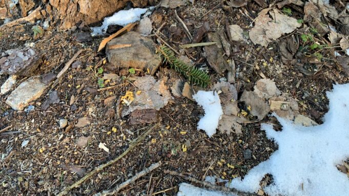 Kuvassa hajallaan kellertäviä liito-oravan papanoita maassa haavan juurella.
