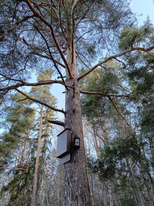 Kuvassa mäntyyn ripustettu kaksi erilaista lepakkopönttömallia, litteä lautamalli ja liereä kevytbetonimalli.