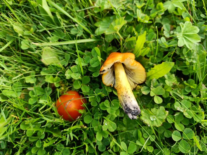 Kuvassa kaksi oranssinkeltaista sientä nurmikolla.
