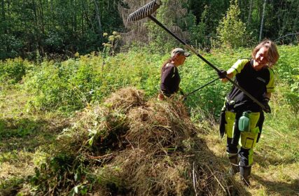 Kuvassa kaksi kaupungin työntekijää haravoi niittyä.