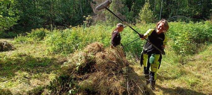 Kuvassa kaksi kaupungin työntekijää haravoi niittyä.