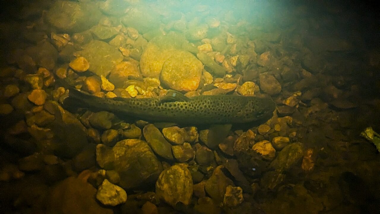 Vedessä kivipohjalla veden päältä kuvattu pienehkö taimen.