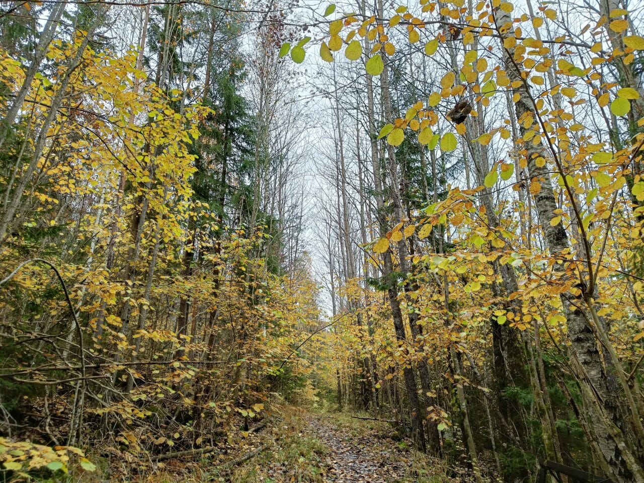 Kuvassa metsän halki kulkeva polku, ruska on värjännyt keltaiseksi pähkinäpensaiden lehdet.