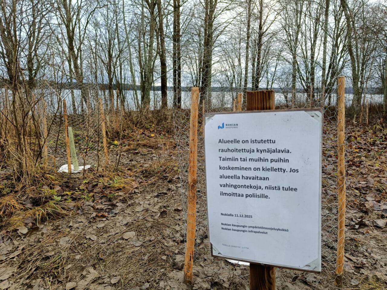 Kuvassa etualalla kyltti jossa kerrotaan rauhoitetun kynäjalavan istutuksista. Taustalla verkolla suojattuja taimia lähellä rantaa.